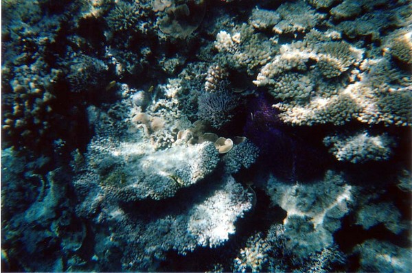 Corals